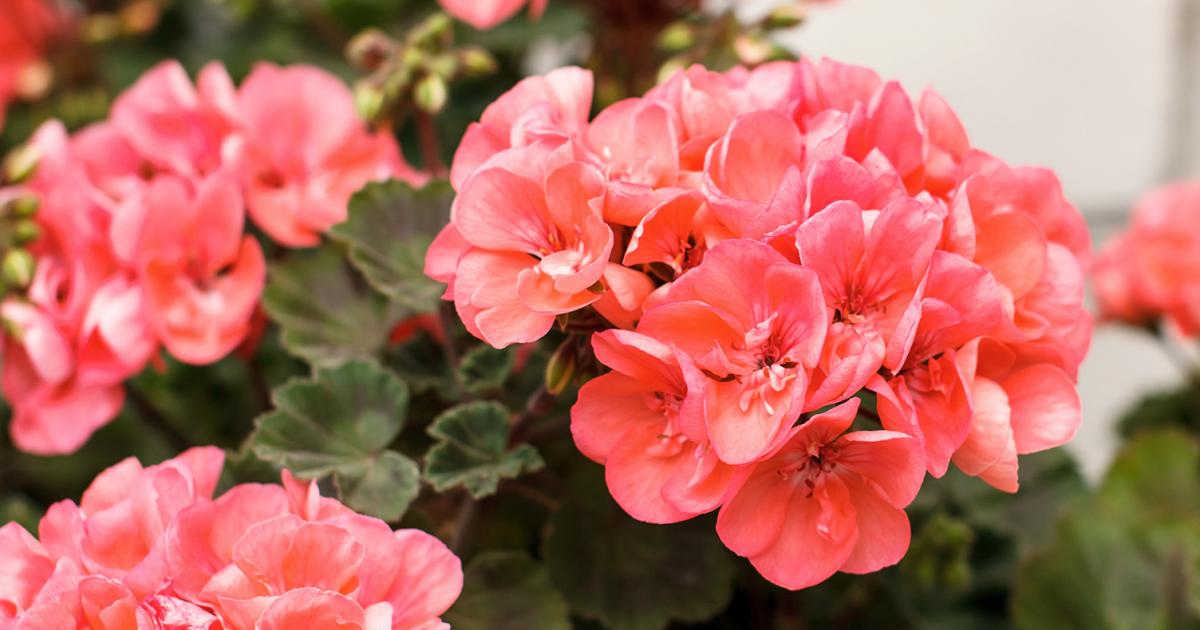 Geranien Stehend Pflegen eine Sammlung schoner Blumenbilder